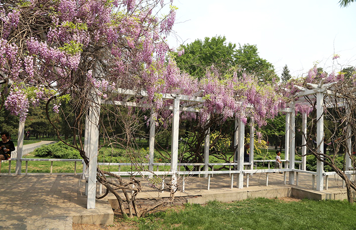 【庭院元素】花園廊架——春開花顏，夏落涼蔭