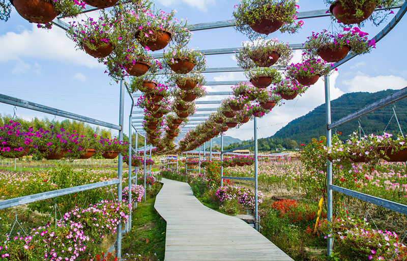 【庭院元素】花園廊架——春開花顏，夏落涼蔭