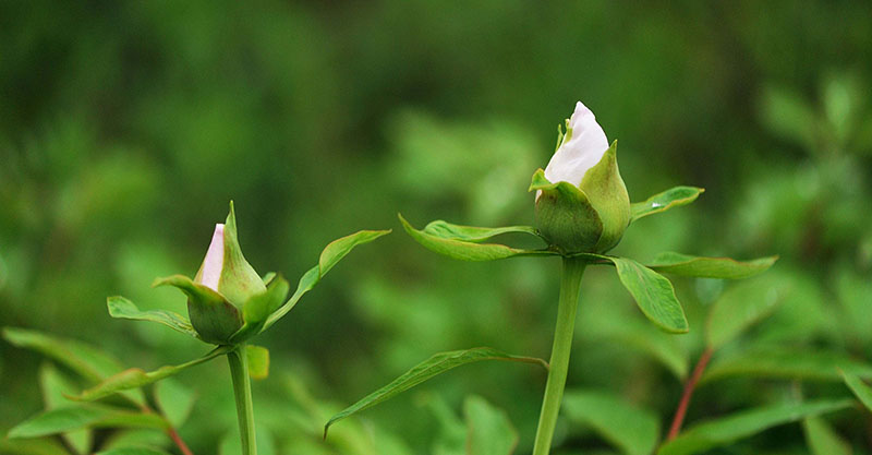 【漲姿勢】關于植物的10個冷知識