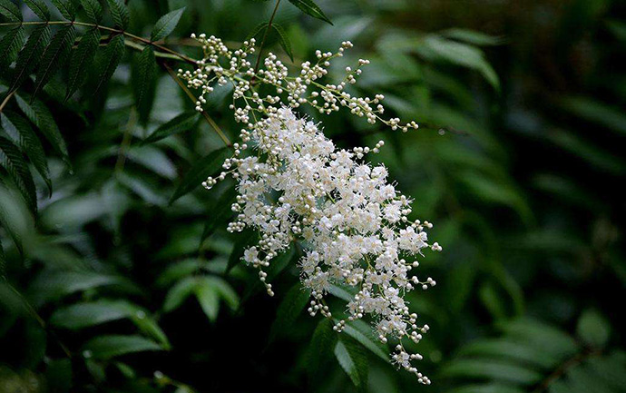 【每周植物分享】花開在夏——珍珠梅