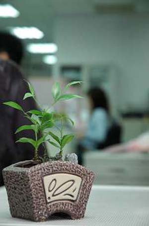 植物盆栽種植得宜家運也飄香