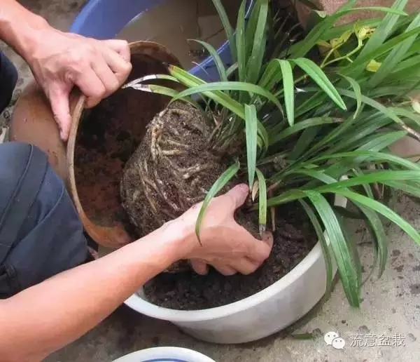 養(yǎng)花要懂得換盆土