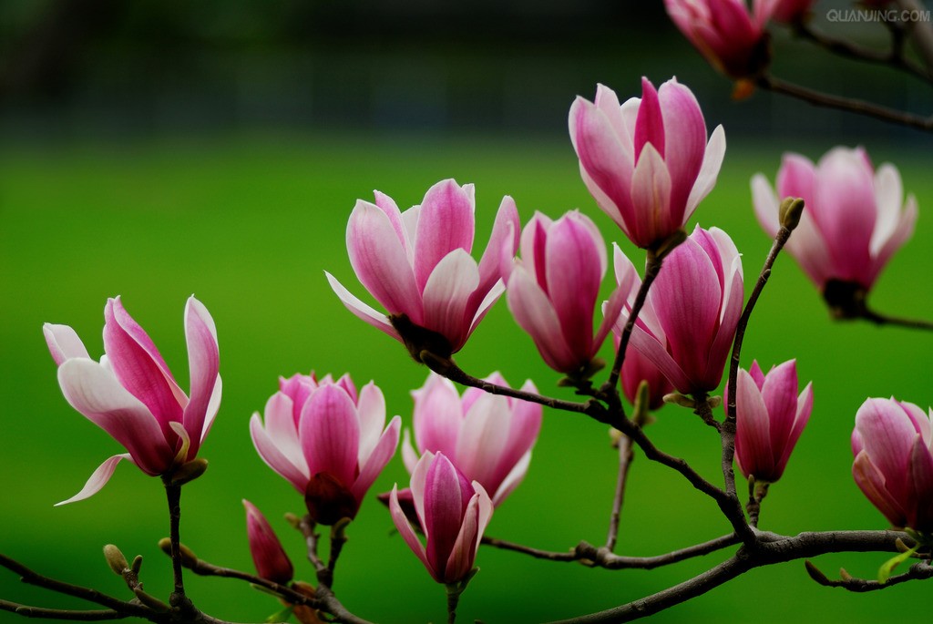 紫玉蘭種植技術(shù)