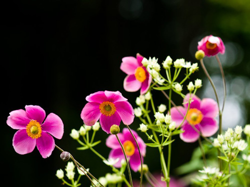 野棉花(打破碗花花、山棉花<a href=