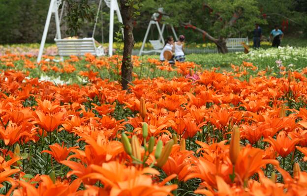 濟(jì)南紅葉谷景區(qū)將辦百合花節(jié)