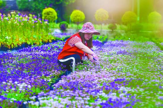 從盆景到都市花境 成都80后村妹的“花”樣財(cái)富