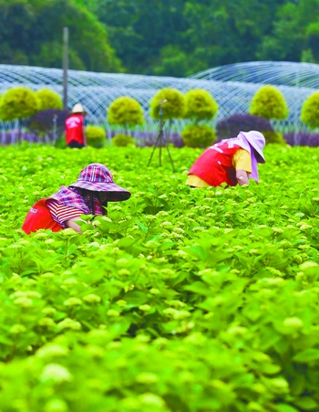 從盆景到都市花境 成都80后村妹的“花”樣財(cái)富