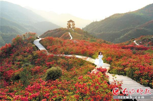 長沙：億年的冰川遺跡，邂逅十萬畝杜鵑花海