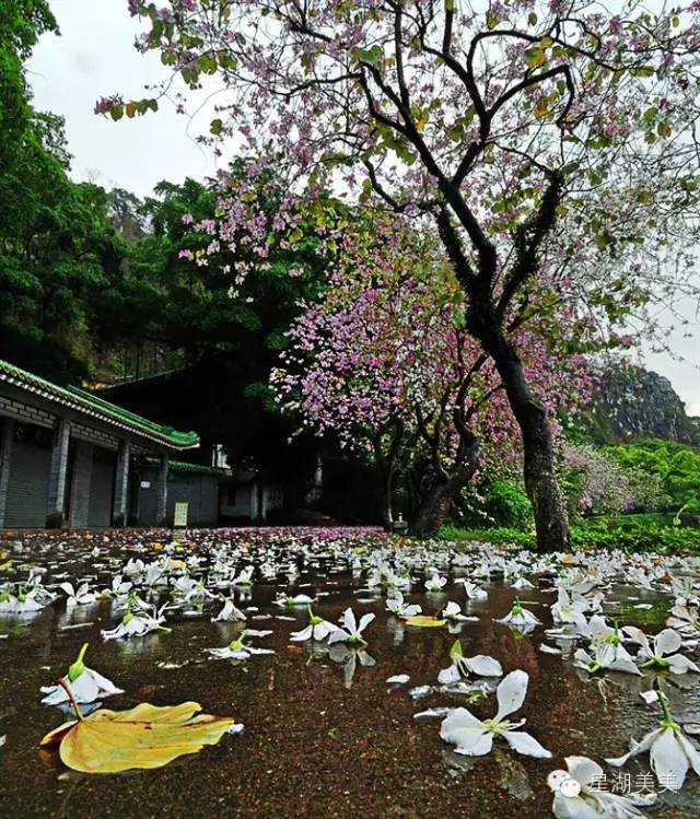 肇慶星湖宮粉紫荊花海即將繽紛盛放