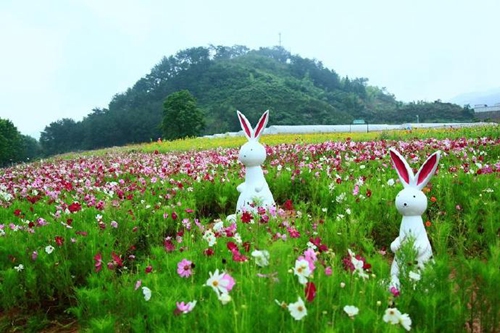 千島湖動(dòng)漫主題花海開(kāi)得正好