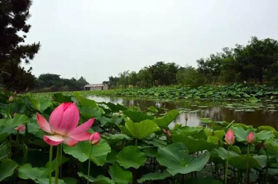 日照海濱國家森林公園荷花進入觀賞期