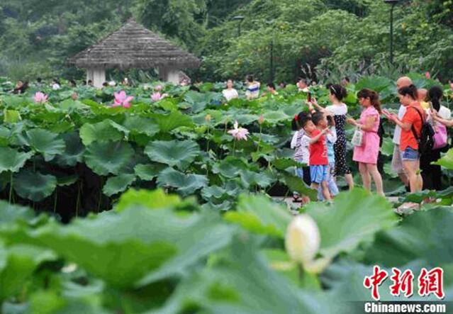 福州金山公園12萬株荷花引游人