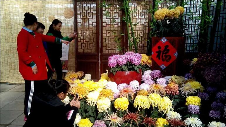 北京第六屆菊花擂臺(tái)賽即將開(kāi)幕