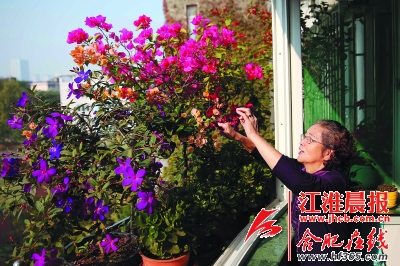 合肥蜀山區(qū)達(dá)人分享屋頂種花小竅門