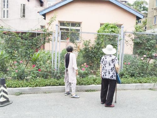 鞍山老太養(yǎng)花30年 家門前成景觀帶