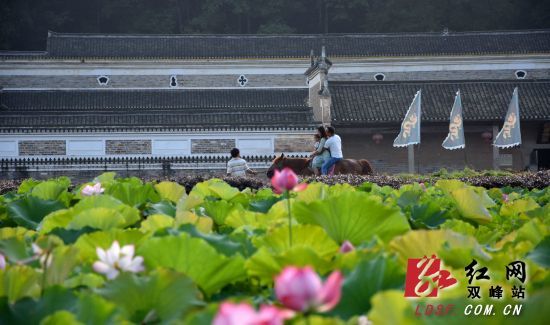 雙峰曾國藩故居富厚堂前荷花綻放