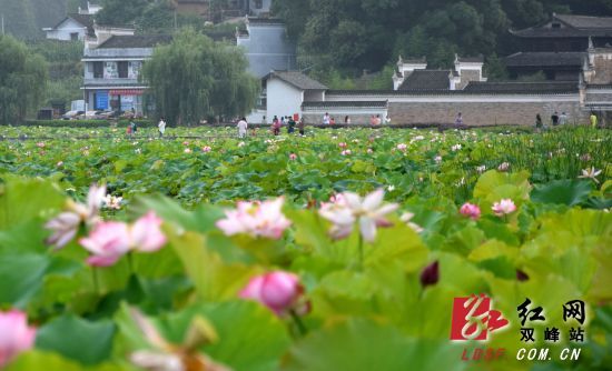 雙峰曾國藩故居富厚堂前荷花綻放