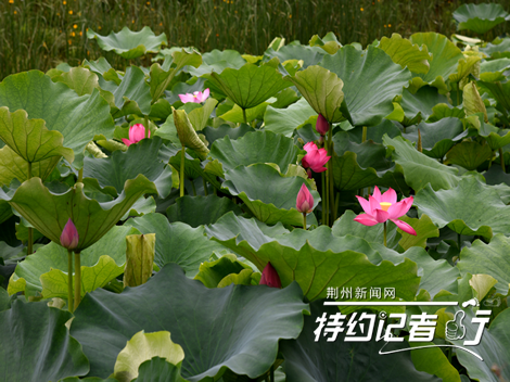 荊州：明月公園荷花嬌艷欲滴