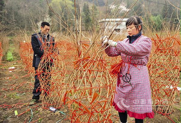 湖北利川造型花木產(chǎn)業(yè)助農(nóng)增收