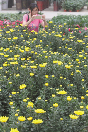 河北：秋分新雨后葉黃菊花香