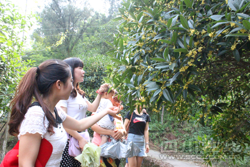 四川：到瀘州賞香海公園萬畝桂花