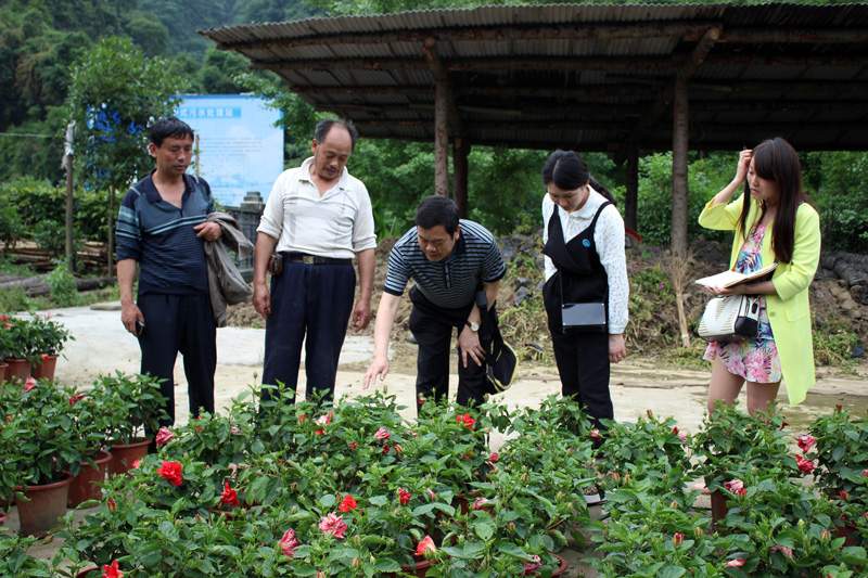 湖南：吉首花卉苗木產(chǎn)業(yè)鼓起農(nóng)民腰包