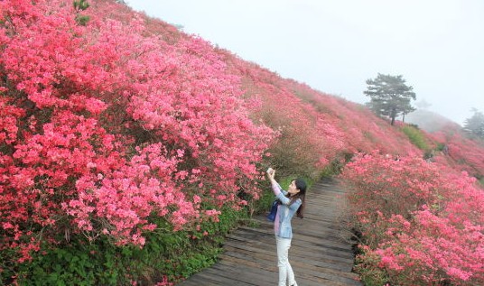 湖北：麻城龜峰山10萬畝古杜鵑盛放