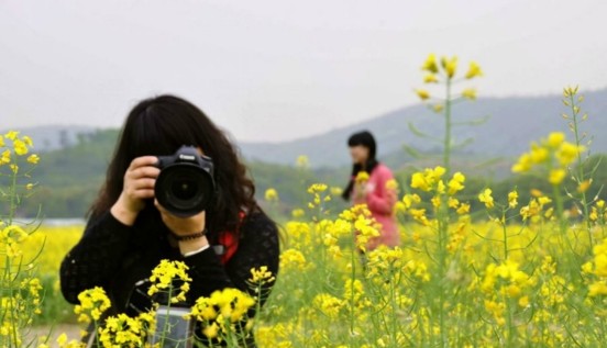 江蘇：無錫靈山腳下千畝油菜花盛開