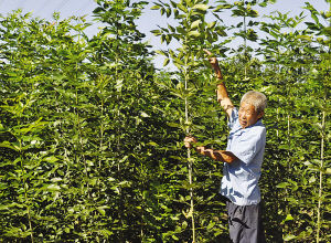 天津：黃花店鎮(zhèn)賈連強(qiáng)苗木種植能手致富路（圖）