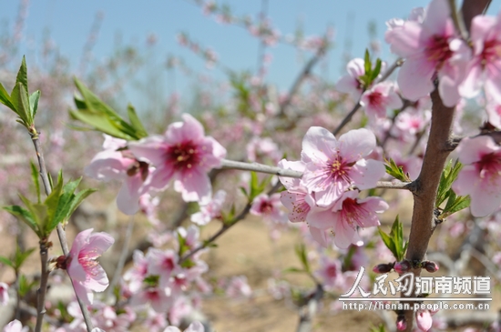 河南開封市通許縣第二屆桃花節(jié)開幕