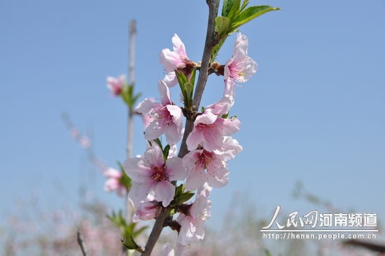 河南開封市通許縣第二屆桃花節(jié)開幕