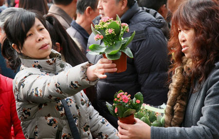 早春時(shí)節(jié)咸陽花卉市場(chǎng)交易逐漸升溫