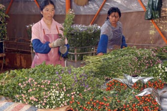 黃草壩花卉基地年產(chǎn)鮮花450多萬(wàn)枝（圖）